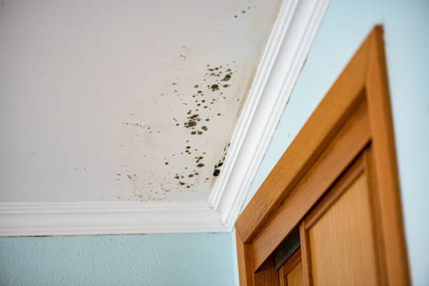 Best Mold Remediation  in Forest Hills, MI