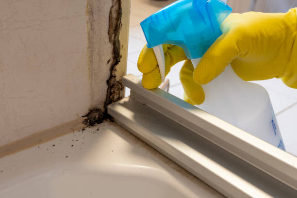 Best Black Mold Removal  in Forest Hills, MI