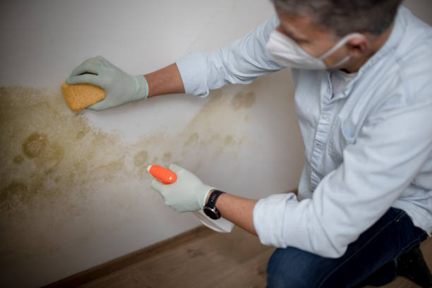 Best Mold Cleaning Services  in Forest Hills, MI