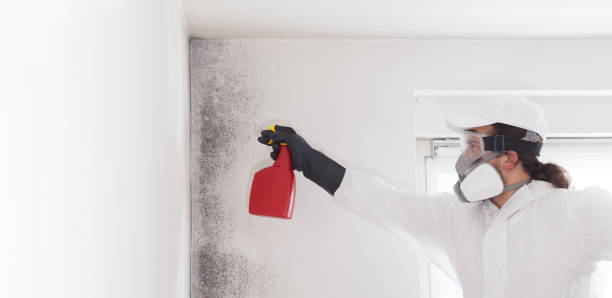 Best Crawl Space Mold Removal  in Forest Hills, MI