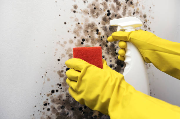 Best Certified Mold Removal  in Forest Hills, MI