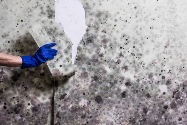 Best Professional Mold Removal  in Forest Hills, MI