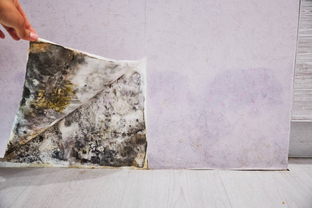 Best Mold Testing  in Forest Hills, MI